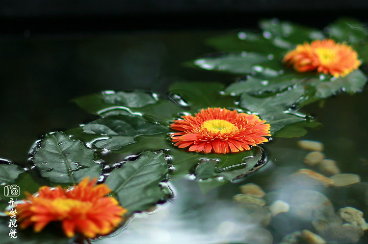 【江苏溧阳】邂逅在天目湖御水温泉 （原创组图） - 刑警视觉 - 刑警视觉*原创摄影